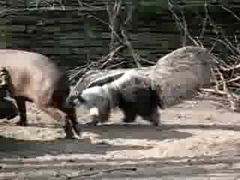 giant anteater hunting tapir