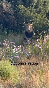 43K views · 1.3K reactions | Wait for it.. Tarzan has his Lion King moment on Pride Rock  | GG Conservation Glen Garriff | Facebook