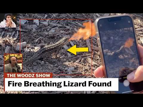 Fire Breathing Lizard Found ❗❗😱 Proves Bible is Real