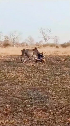 179K views · 2K reactions | Miren como este tigre trata de ejecutar a esta #vaca que lucha por su vida #naturaleza #animales #Tigres #fypシ゚ | paisajes de Venezuela y el mundo. | Facebook