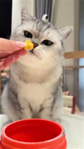 Stop Cat Hair Loss! 🐱 The Secret to a Fluffy Coat Revealed! 🤫 #CatCare #PetHacks