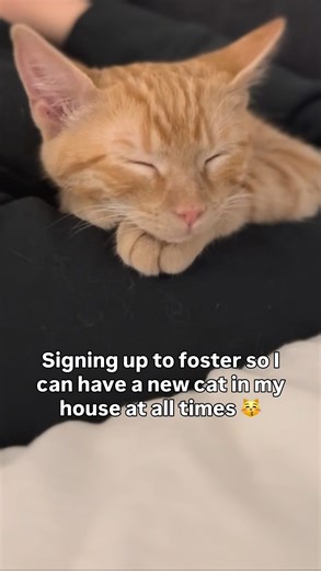 …and so that you reduce overcrowding in your local shelter and help a cat become more adoptable! 🧡 #fostercats #fosteracat #catfoster | Scooter The Neutered Cat