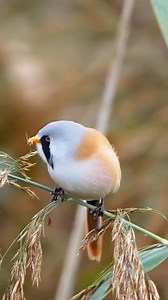 Bearded Reedling(Panurus biarmicus) #reelsvideo #reelsviral #birdwatching | Rini Rini