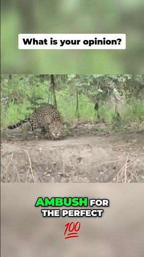 The Jaguar's Deadly Hunting Technique Revealed 🐆😱 #jaguar #wildlifesecrets