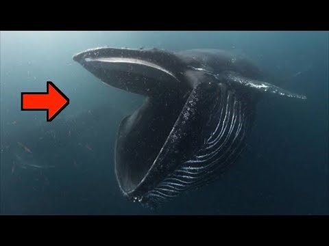【歌声あり】このクジラ…歌うんです。神秘の巨大生物、ザトウクジラ。