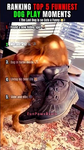 RANKING TOP 5 FUNNIESTDOG PLAY MOMENTS🐕🐶#usa #funnydog #shorts
