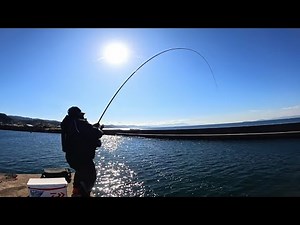 冬に食い渋るチヌを釣る‼【チヌフカセ釣り】【全誘導フカセ釣り】