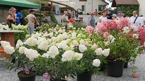 „HORTENSJOmania” w Arboretum Wojsławice: Święto Hortensji z wystawami, warsztatami, grą terenową i spacerem po Narodowej Kolekcji Hortensji