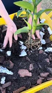 How to make an orchid garden.