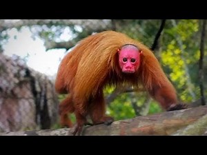 15 Strange Monkeys You Won't Believe Actually Exist