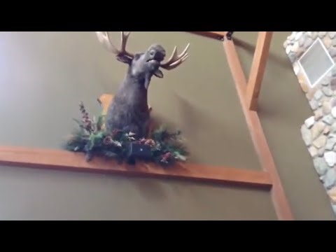 Animatronic singing moose at GWL Sandusky Ohio