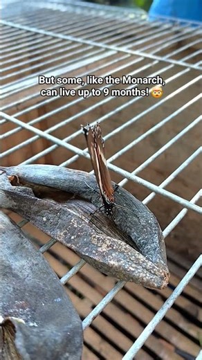 Shocking Truth About Butterfly Lifespans! 🦋😲 #shorts