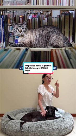 Browser, el gato bibliotecario que defendió su puesto