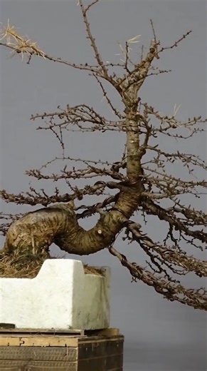 Larix bonsai animation watching the tree transform
