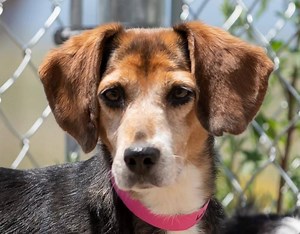 Lola is available for adoption in Colorado Springs, CO. Read about her at this link: https://www.petango.com/Adopt/Dog-Beagle-41913596 Learn about adoption here: https://nmdr.org/our-dogs/adopt/ | National Mill Dog Rescue