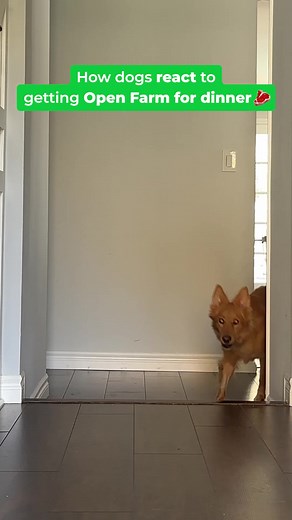 33K views | Make mealtime exciting and healthy! Open Farm fresh dog meals are vet-approved, non-GMO, and tailored to your pup. | Open Farm | Facebook