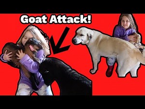 Crazy Goat Head Butts Little Girl & Livestock Guardian Dog Comes To The Rescue