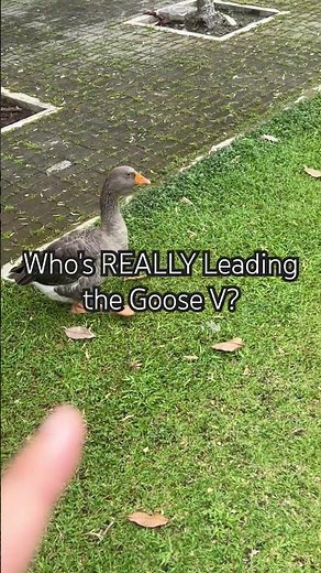 🪿There isn't one "alpha", geese redefine leadership with teamwork and social organization. #geese