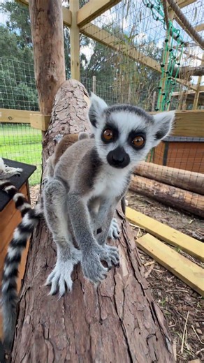 Baby Lemurs at Country Kingdom Petting Farm
