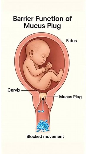 Mucus Plug During Pregnancy | Protecting the Baby in Womb