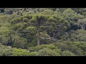 flora brasileira ARAUCÁRIAS CAPÃO coníferas floresta ombrófila mista curitiba paraná brazilian