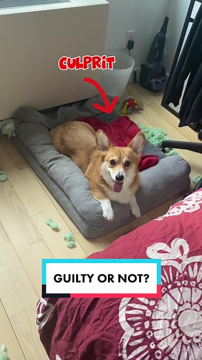 Dash the Corgi's Naughty Moment Caught on Camera