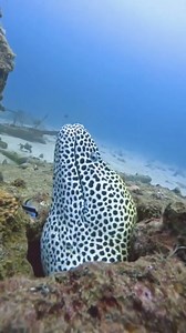 Giant leopard eel #fbreelsvideo #viral #seacreatures #virareels #RenzSpearfishing | Renz Spearfishing