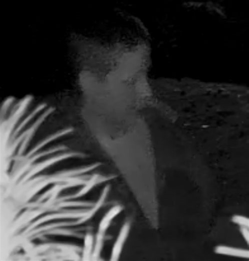 WEST SEATTLE CRIME WATCH: Halloween display trashed, burned