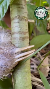 Fingers? Nails? Claws? 🤔 #slothfacts #internationalslothday #slothtober | The Sloth Conservation Foundation