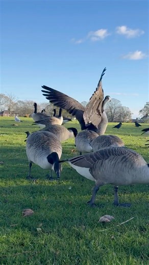 Peaceful Moments with Canada Geese 🌿#birds #naturetranquility
