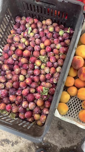 5.2K views · 76 reactions | هه رزان بازارى ئاغاماشەڵڵا on Reels | Facebook