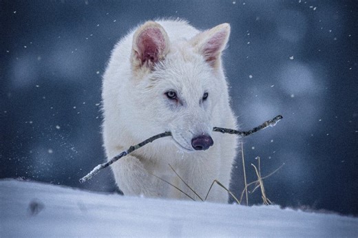 Scientists say they've reintroduced the dire wolf. Is that true? | Hanomansing Tonight