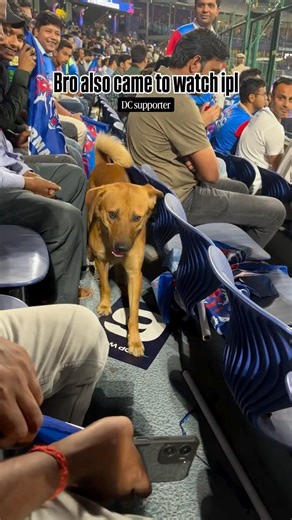 Unexpected Dog in the Stands 🐶 Watching the Match Like a Pro 🔥 Unknown Fan Steals the Show 😱