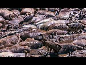 The deadly wildebeest migration with never-before-seen footage!!!