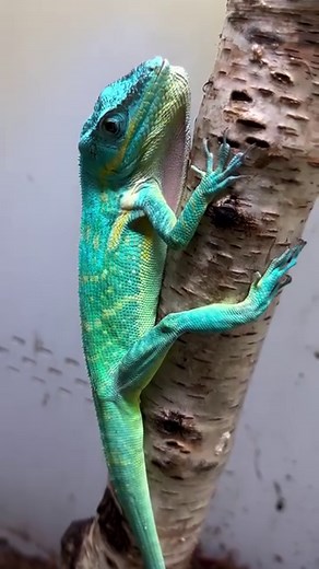 Blue beauty anole. #anolisequestris #anolispotior #anolis #anolisequestrispotior #cubanknightanole #cubanknightanolesofinstagram #knightanole #coollizard | Gekko & Gecko