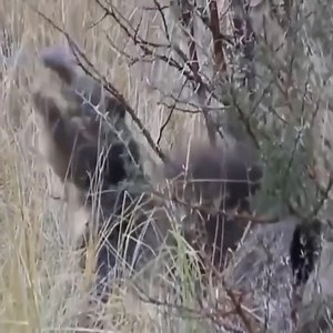 3.7M views · 69K reactions | Crazy Scene! This Male Lion Alone Fights Back And Knock Down Hungry Crocodile To Protect His Cub | AtreveteShow Oficial | Facebook