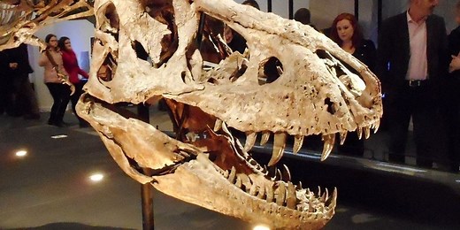 Tyrannosaurus Rex may have been three separate dinosaurs, new study claims