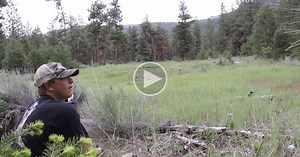 If You’ve Never Heard a Mountain Lion Scream it’s Terrifying
