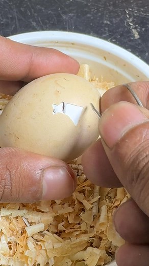 Saving un hatched baby chick | Mian Inventions