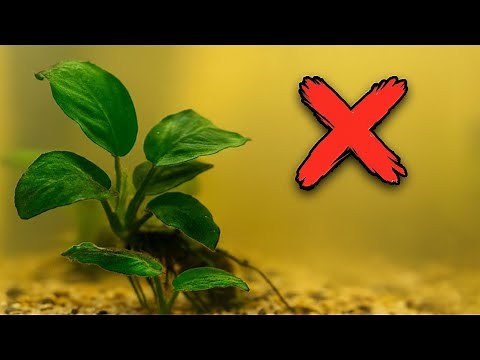 5 Aquarium Plants You CANNOT Kill | No CO2 Required