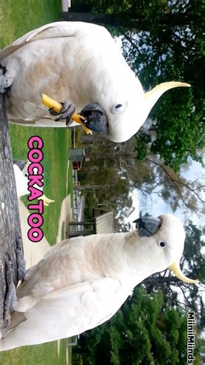 The Secret Language of Birds