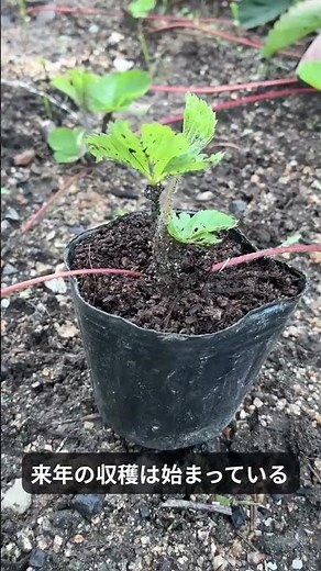 【家庭菜園】イチゴの苗づくり