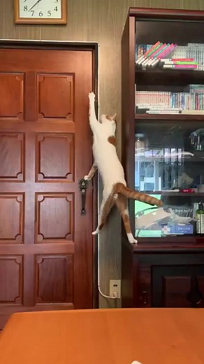 Smart Cat Opens Door - Cat Door Latches and Tricks