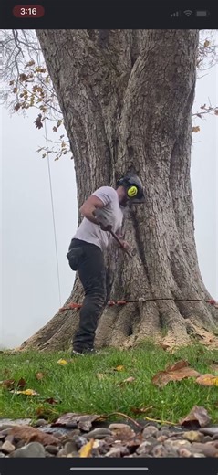 Chainsaw Techniques for Safe Tree Cutting