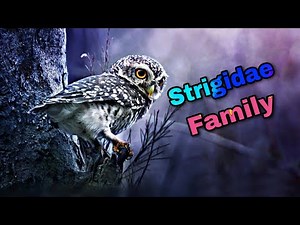 Strigidae Family & Tytonidae Family ( Owls )