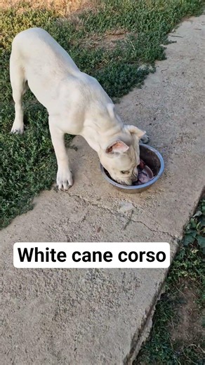 white cane corso from Maxima lux kennel.#strawcanecorso , #whitecanecorso #canecorsobreeder