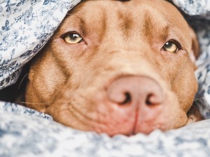 Local humane society educating public on true temperament of Pit Bulls