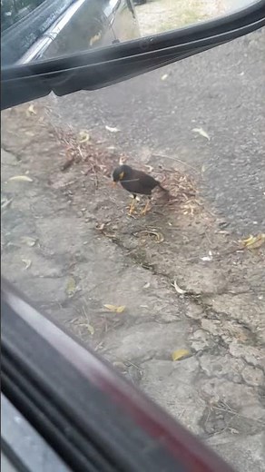 Tiny Bird Big Effort! Mynah Building Its Home #shortsfeed