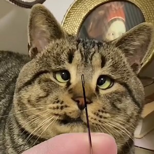 "I would do this from the first try..." Brought to you by Nutrition Strength: keeping your pets healthy and happy. | PetChanted