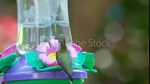 A tiny female ruby throated hummingbird is perched on a backyard hummingbird feeder in a suburban garden. It sips sugary syrup water from a plastic flower shaped tube which mimics its natural behavior